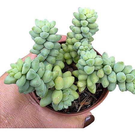 Suculenta Sedum Burrito,Dedo de moça
