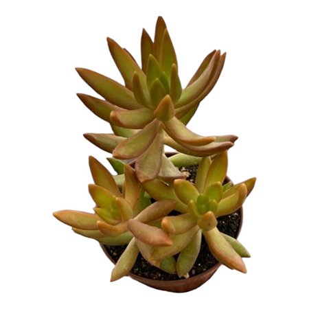 Suculenta Sedum Golden Glow