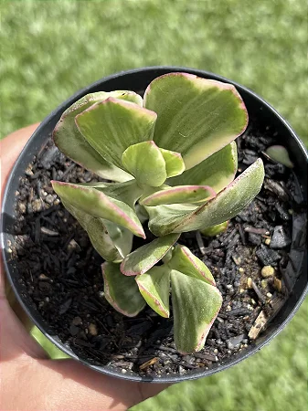 Crassula Ovata (Jade Variegata)