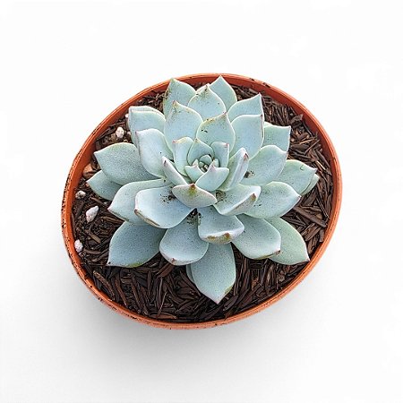 Suculenta Echeveria Peacockii 11cm