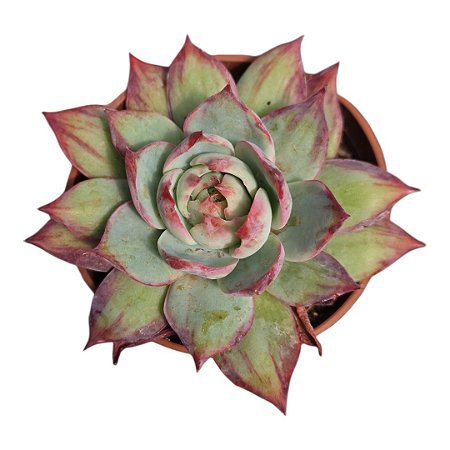 Suculenta Importada Echeveria Cassio Silk Variegata