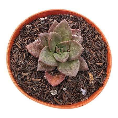Suculenta Echeveria Hibrida Morani x Chichiensis