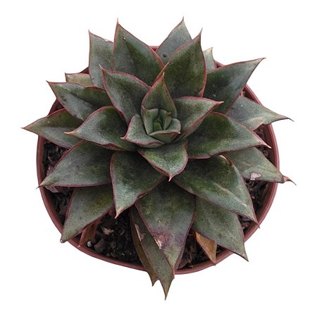 Planta Suculenta Echeveria Monocerotis pt 9cm