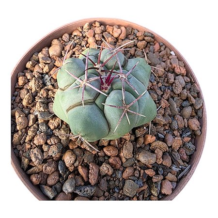 Cacto Thelocactus Hexaedrophorus