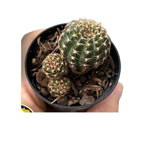 Cacto Lobivia Aracnacantha pote 6 (sem flor)