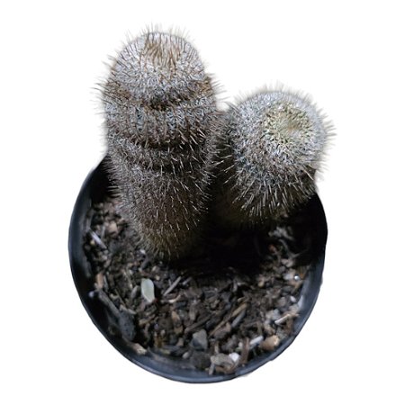 Frailea Gracilima v. Machadoi pt 9,linda!