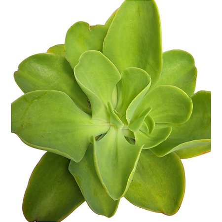 Suculenta Gibiflora B43 ou Palida ou Limão