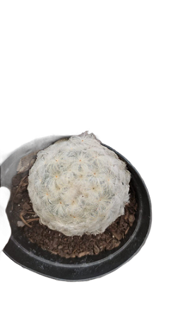 Cacto Mammillaria Plumosa vaso 11 cm colônia