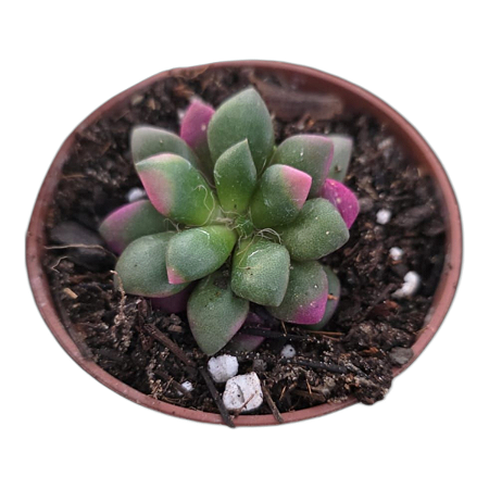 Anacampseros Ruffens Variegata pote 9
