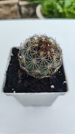 Cacto Thelocactus Bicolor Flor Rosa Cacto Raro Colecionador