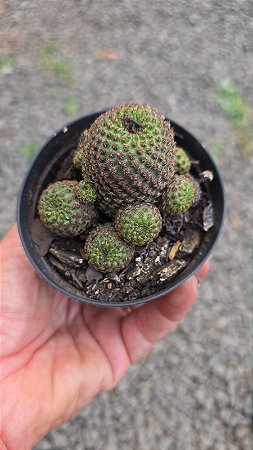 Cacto Rebutia heliosa var. condorensis colônia pote 9