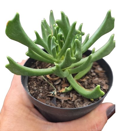 Planta Suculenta Rhombophyllum Dolabriforme pote 9