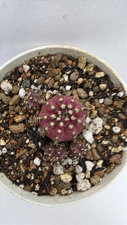 Cacto Gymnocalicium T Rex (pote 9) Raro/exótico .