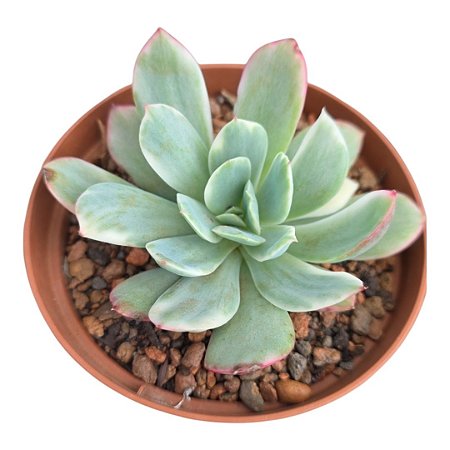Muda Suculenta Echeveria Luella Variegata pt 11cm