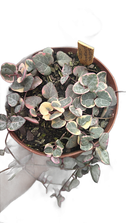 Coração Emaranhado Variegata pote 11