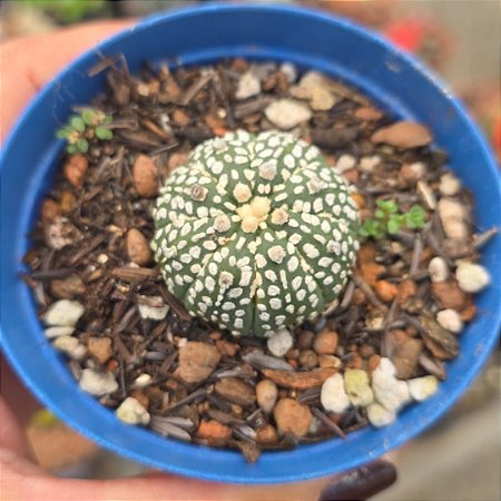 Cacto Astrophytum Myriostigma Pote 9