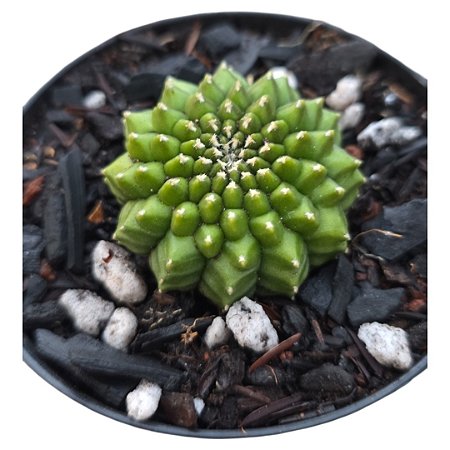 Cacto Gymnocalicium Inermis pote 9 "Coleção "