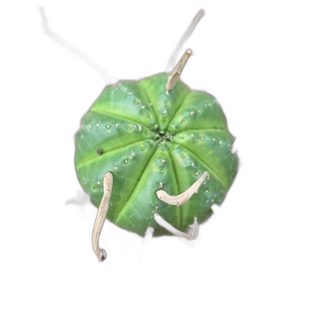 Planta Euphorbia Meloformis (Obesa) pote 11
