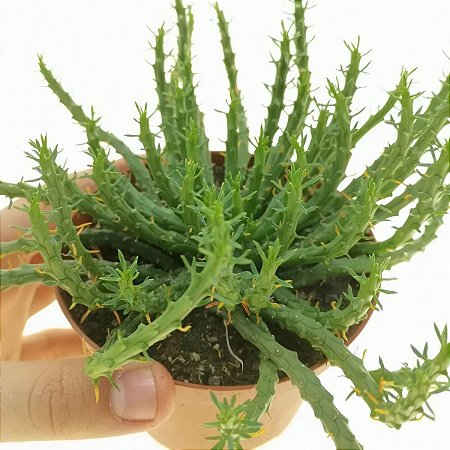 PLANTA EUPHORBIA CABEÇA DE MEDUSA