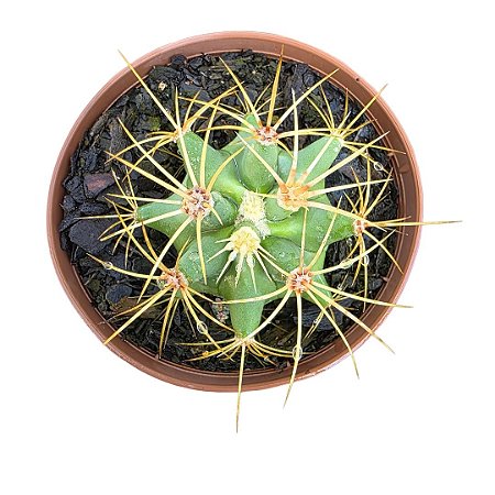 Cacto Ferocactus Histix vaso 11 cm