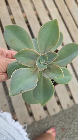 PLANTA SUCULENTA ECHEVERIA GISELLE