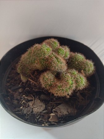Cacto Cleistocactus Winteri F. Cristata