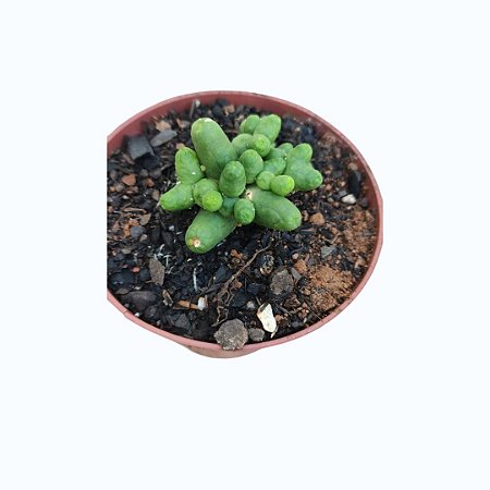 Thichocereus Santiaguensis Monstruoso pote 9