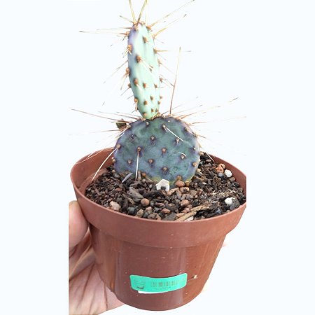 Planta Suculenta Opuntia Violacea Cactos de Santa Rita, Vaso 11cm