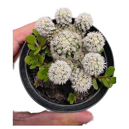 Planta Cacto Mammillaria Gracilis Arizona Snowcap Pote 9