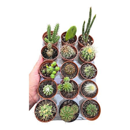 KIT 15 MINI CACTOS DIVERSOS