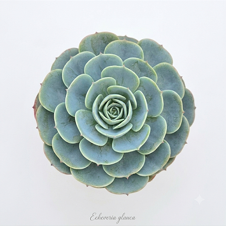 Suculenta Echeveria Glauca
