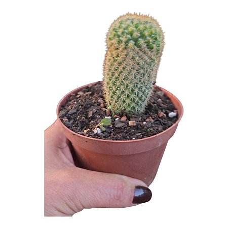 Cacto membro ou MAMMILLARIA SPINOSISSIMA