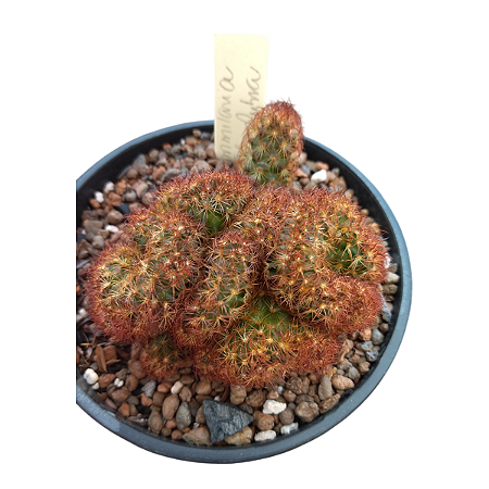 Cacto Cérebro Vermelho