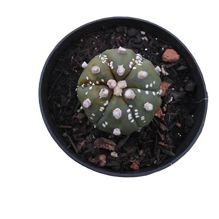 Cacto Astrophitum Asterias Top Raro Colecionavel