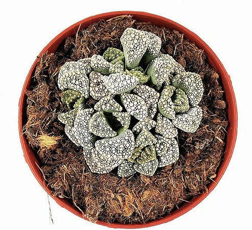 Suculenta TITANOPSIS CALCAREA