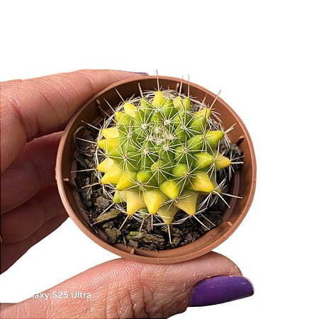 Cacto Mammillaria Marksiana pote 6 cm (pequeno)