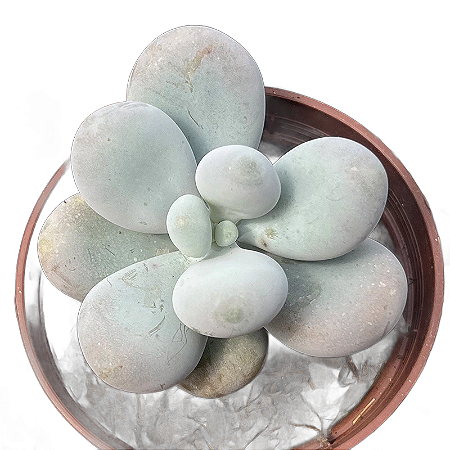 Suculenta Pedra da lua ou Pachyphytum Oviferum