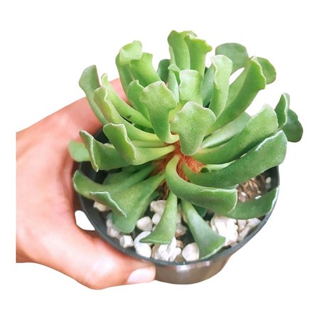 Planta Suculenta Adromischus Cristatus var.Clavifolius