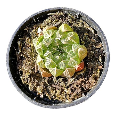 Planta Suculenta Haworthia Cooperi/Haworthia de Vidro