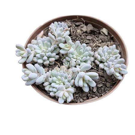 Planta Suculenta Graptoletum Blue Beans