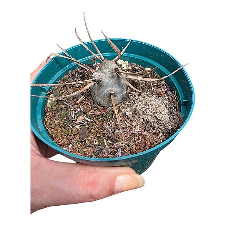 Planta Cacto TEPHROCACTUS PAPYRACANTHUS