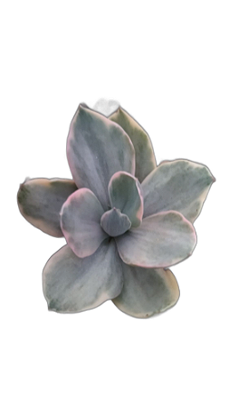Suculenta Echeveria Decora
