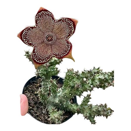 Planta Suculenta Tapete Persa