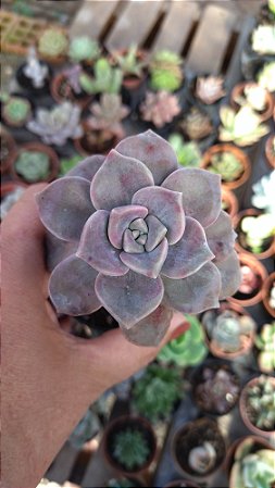 Planta Suculenta Echeveria Snow White pote6