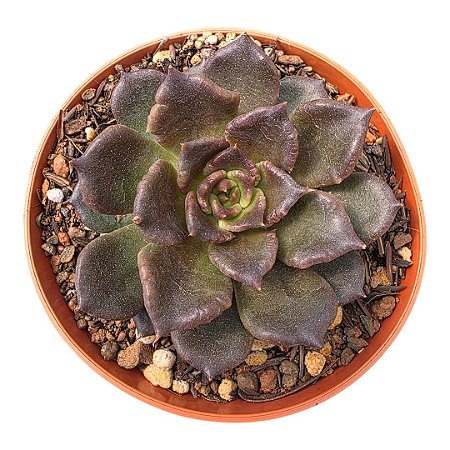 Suculenta Echeveria Super Bowl