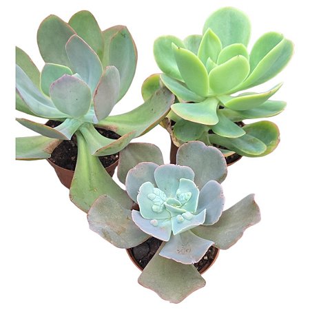 Kit Suculentas Hibridas Gigantes  3 GIBBIFLORAS