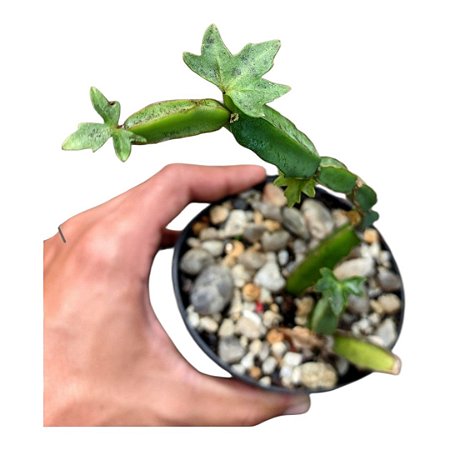 Suculenta Cissus Quadrangularis(pendente)