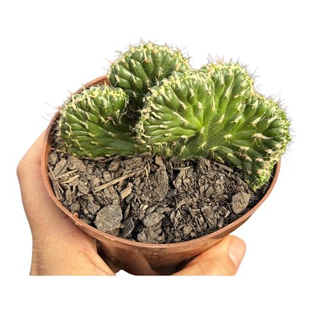 Euphorbia Austrocylindropuntia Cilíndrica Cristata