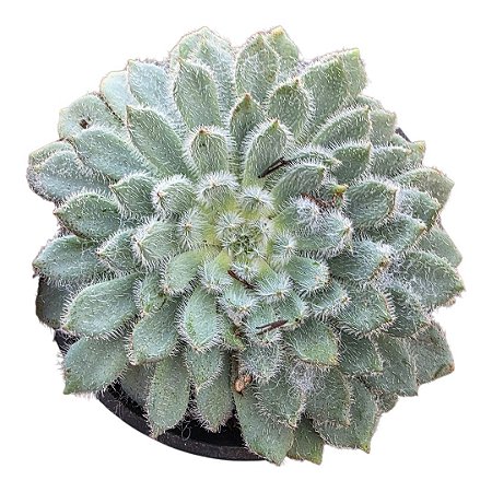 SUCULENTA ECHEVERIA SETOSA DIMINUTA