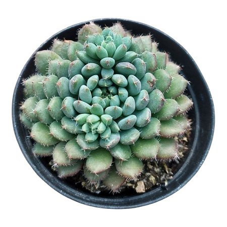 SUCULENTA ECHEVERIA SETOSA RUNDELLI